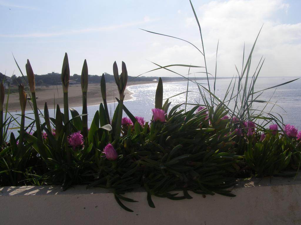 Palastura Apartments Ulcinj Eksteriør bilde